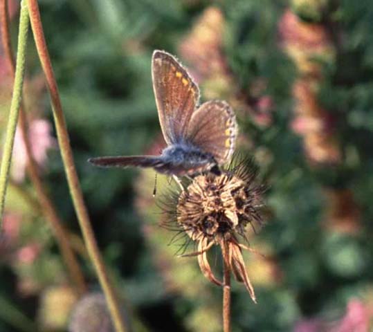 Common Blue butterfly on Field Scabious seed head