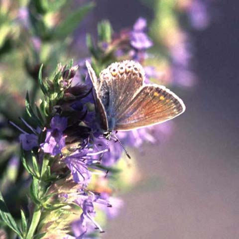 Common Blue butterfly on Hyssop