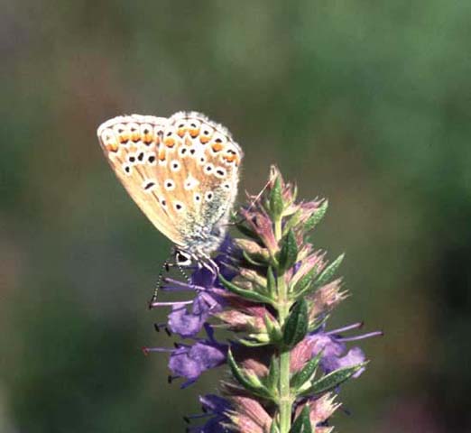 Common Blue butterfly on Hyssop