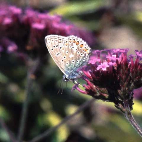 Common Blue butterfly on Verbena