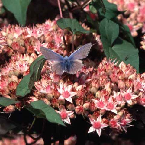 Common Blue butterfly on Verbena