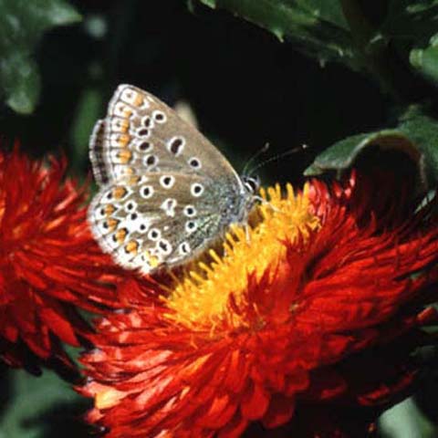 Common Blue butterfly on Helichrysum