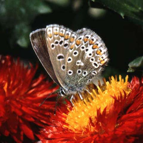 Common Blue butterfly on Helichrysum