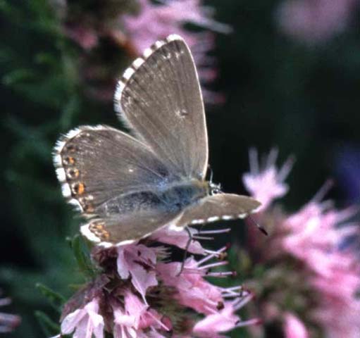 Chalkhill Blue butterfly on Hyssop