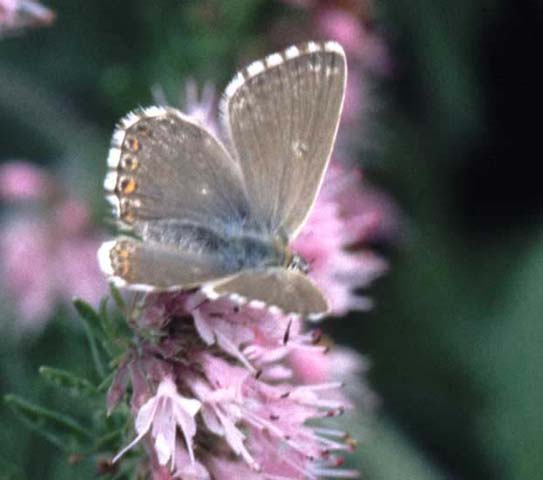 Chalkhill Blue butterfly on Hyssop