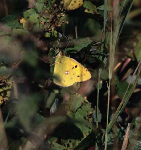 Clouded Yellow butterfly 