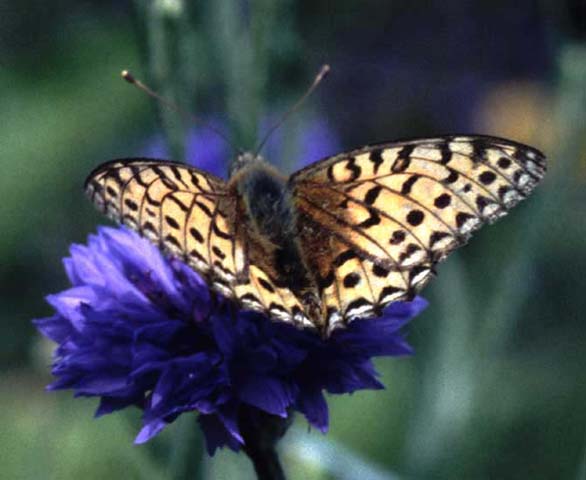 Dark Green Fritillary butterfly