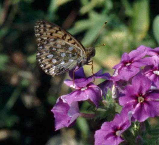 Dark Green Fritillary butterfly