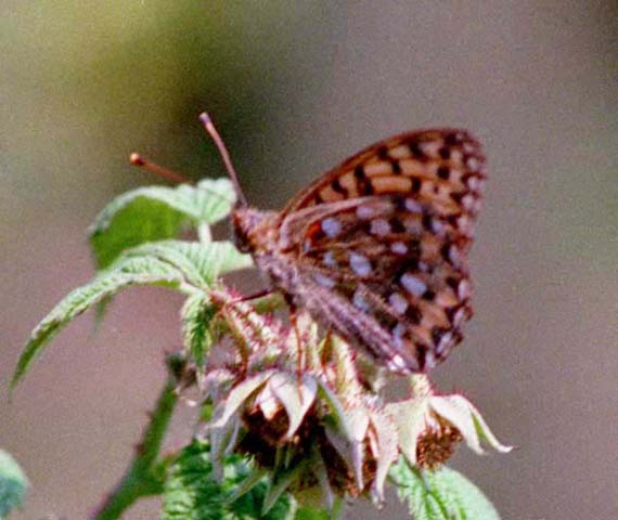 Dark Green Fritillary butterfly