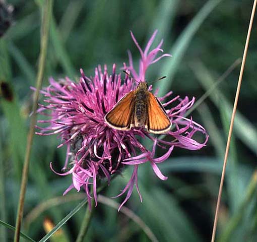 Essex Skipper on Knapweed