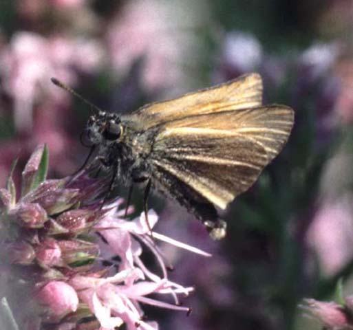 Essex Skipper on Hyssop