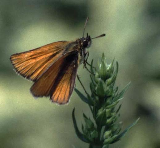 Essex Skipper on Hyssop