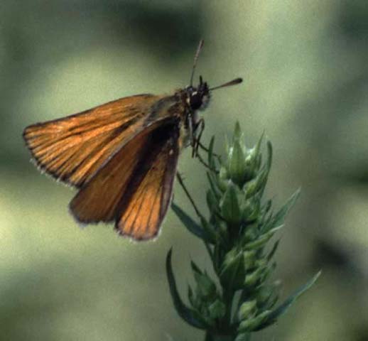 Essex Skipper on Hyssop