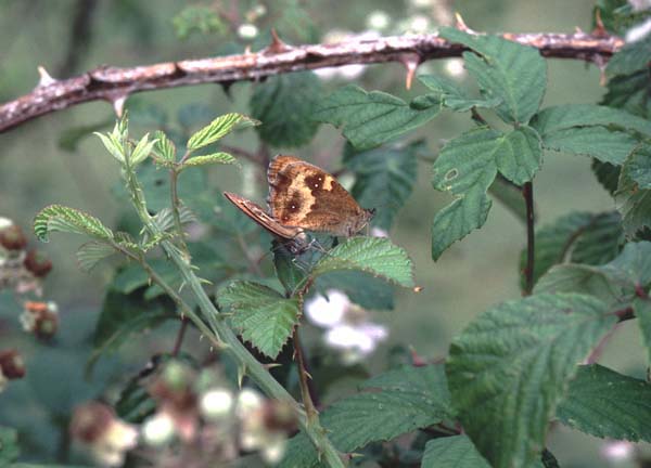 Mating Gatekeeper butterflies on Bramble bushes