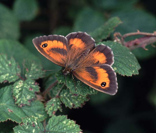 Gatekeeper butterfly on Bramble 