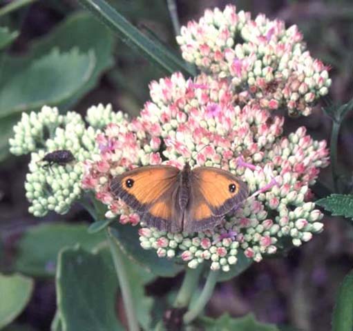 Gatekeeper butterfly resting on Sedum