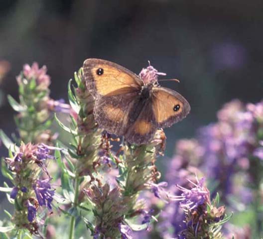 Gatekeeper butterfly Hyssop