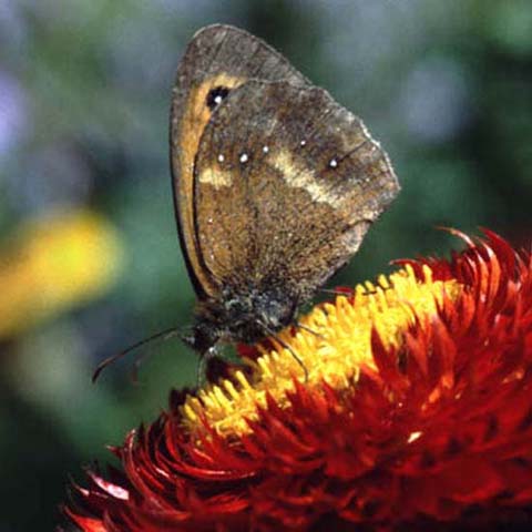 Gatekeeper butterfly on Helichrysum