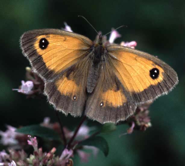 Gatekeeper butterfly on Marjoram