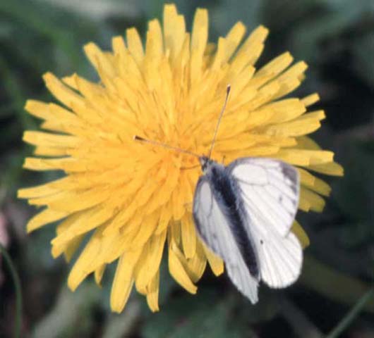 Green-veined White butterfly on Dandelion