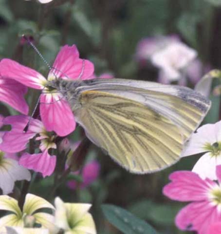 Green-veined White butterfly on Virginian Stock