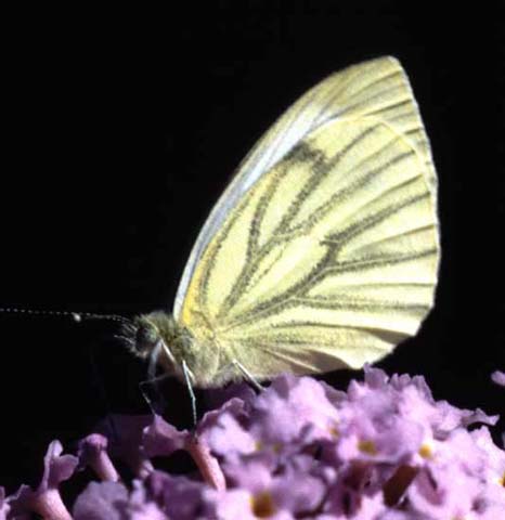 Green-veined White butterfly on Buddleia