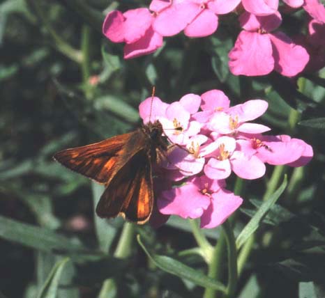Large Skipper butterfly on Candytuft