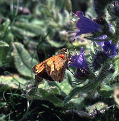 Large Skipper butterfly on Viper's Bugloss