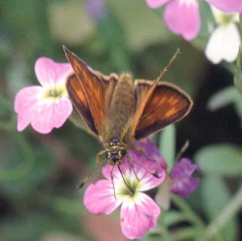Large Skipper butterfly on Virginian Stock