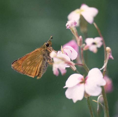 Large Skipper butterfly on Virginian Stock