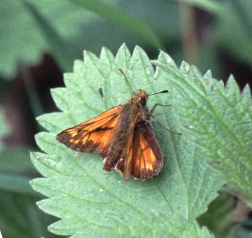 Large Skipper butterfly resting on Nettle