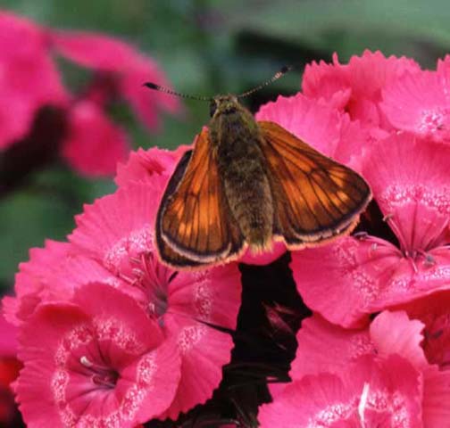Large Skipper butterfly  on Sweet William