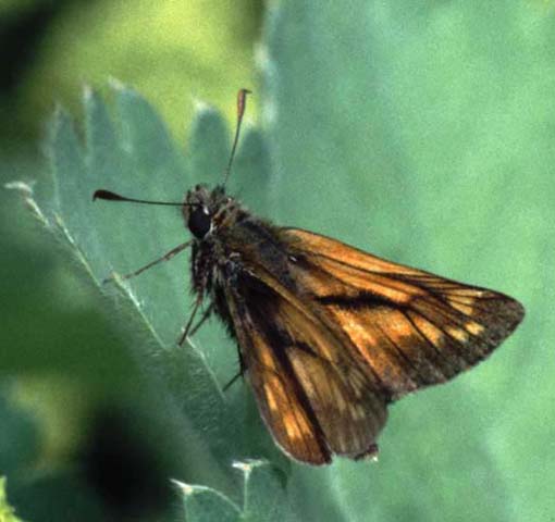 Large Skipper butterfly 