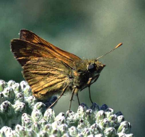 Large Skipper butterfly resting on Achillea