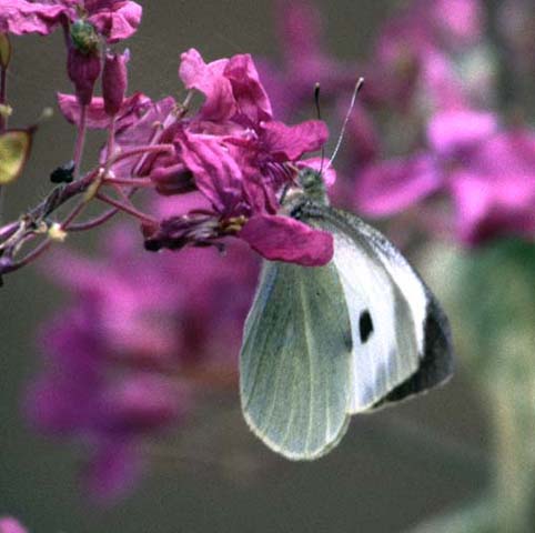 Large White butterfly on Honesty