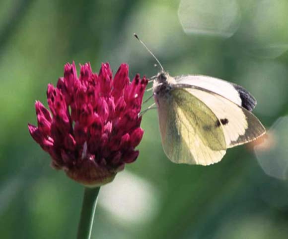 Large White butterfly on Chives