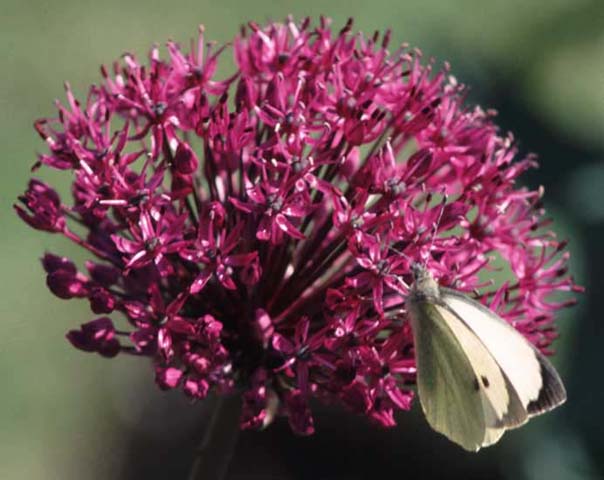 Large White butterfly on Allium