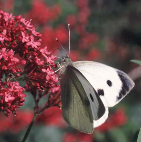 Large White butterfly on Red Valerian