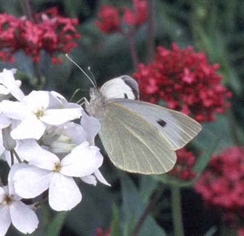 Large White butterfly on Sweet Rocket