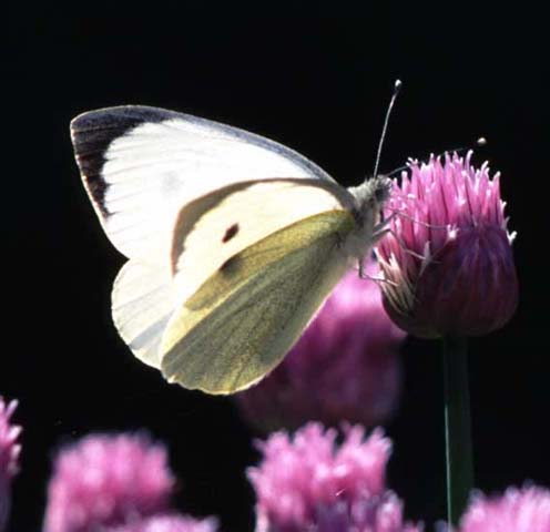 Large White butterfly on Chives