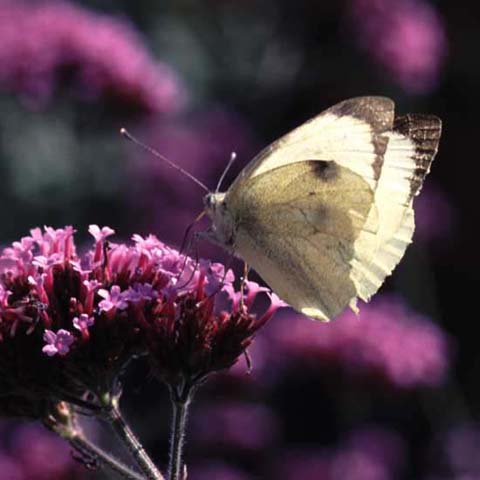 Large White butterfly on Verbena