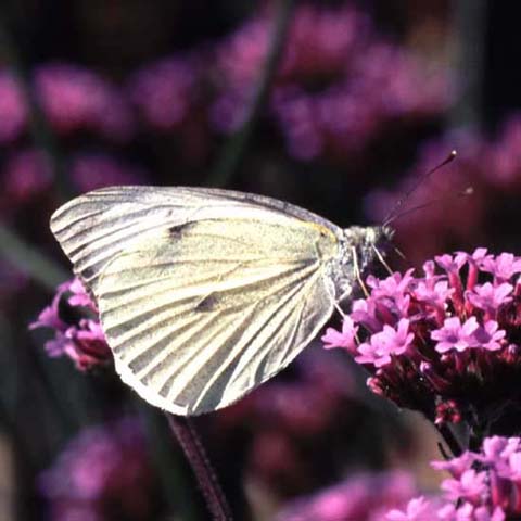 Large White butterfly on Verbena