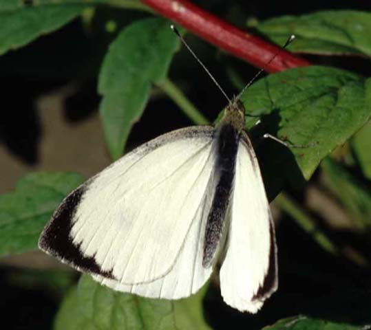 Large White resting on Clematis