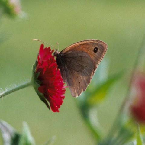 Meadow Brown butterfly on Scabious