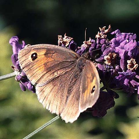 Meadow Brown butterfly on Lavender