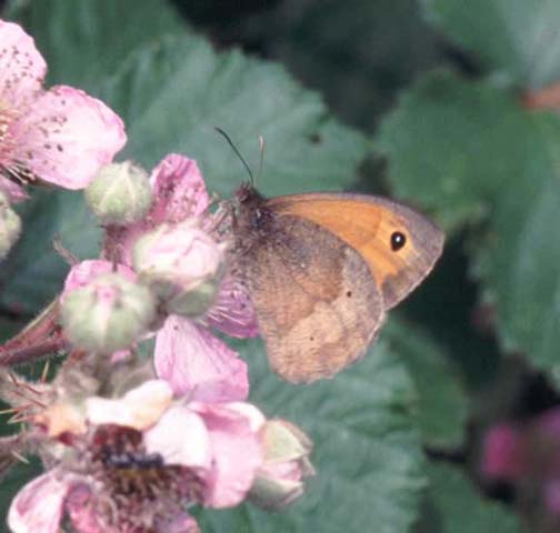 Meadow Brown butterfly on Bramble