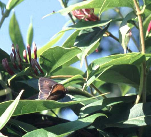 buttMeadow Brown butterfly resting on Honeysuckle