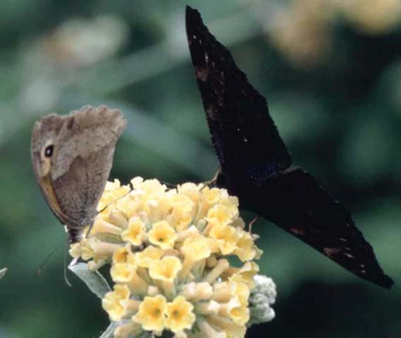 Meadow Brown and Peacock butterflies on Buddleia weyerana