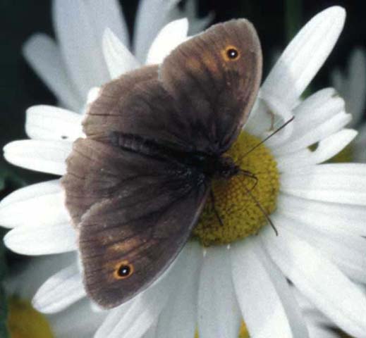 Meadow Brown butterfly on Ox-eye Daisy