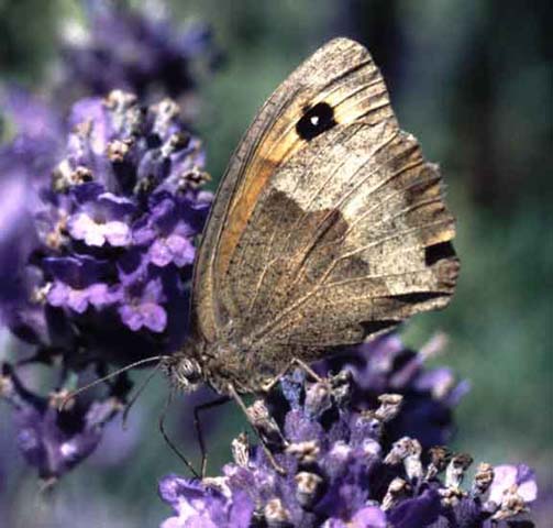 Meadow Brown butterfly on Lavender
